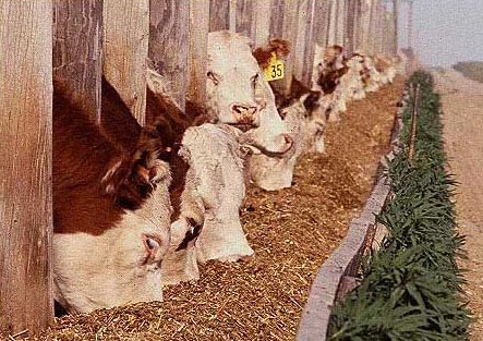 Animal Feed
