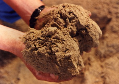 Animal Feed