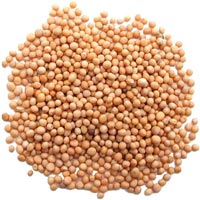 Yellow Mustard Seeds