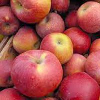 Fresh Apple