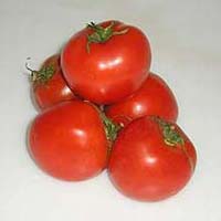 Fresh Tomato
